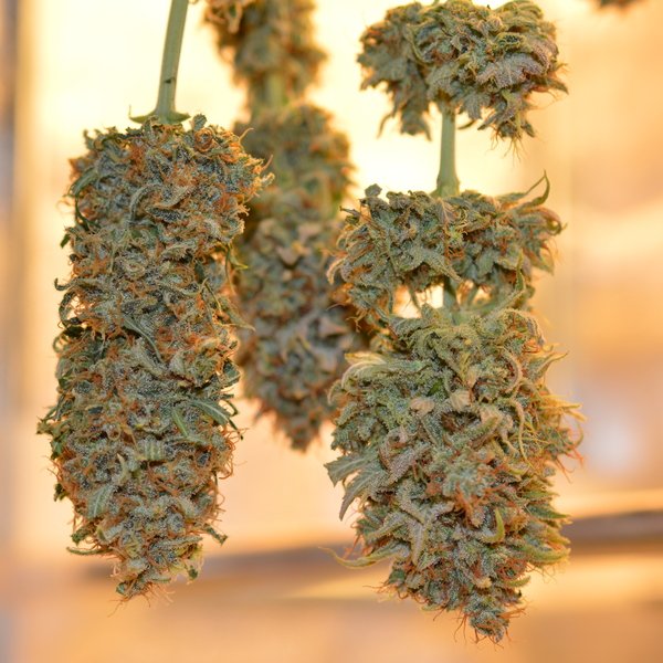 Pollen (various strains)